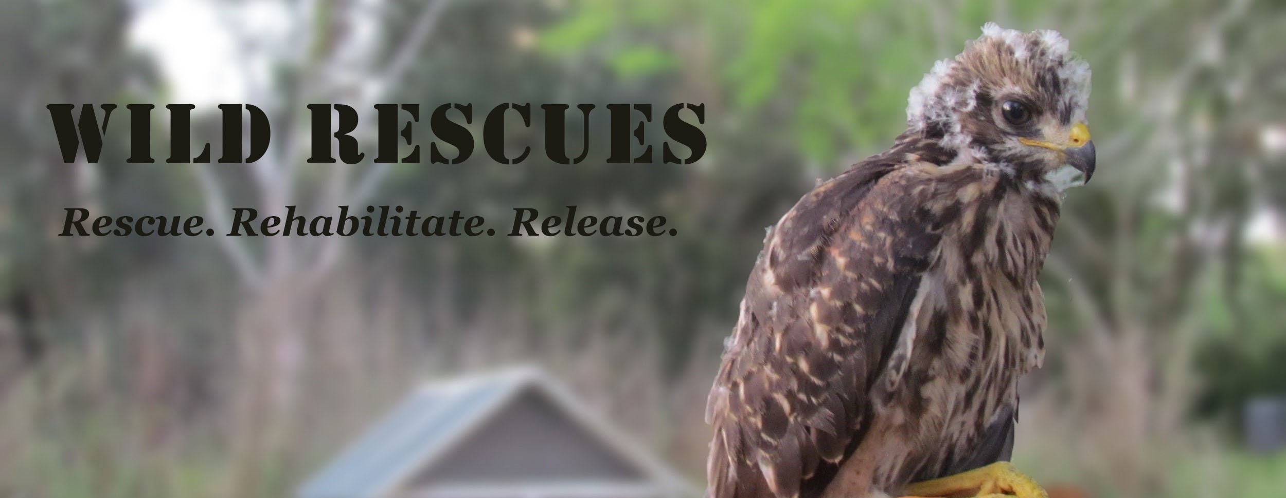 recued baby hawk